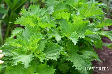 大葉植物|シソ（大葉）とは？育て方・栽培方法 